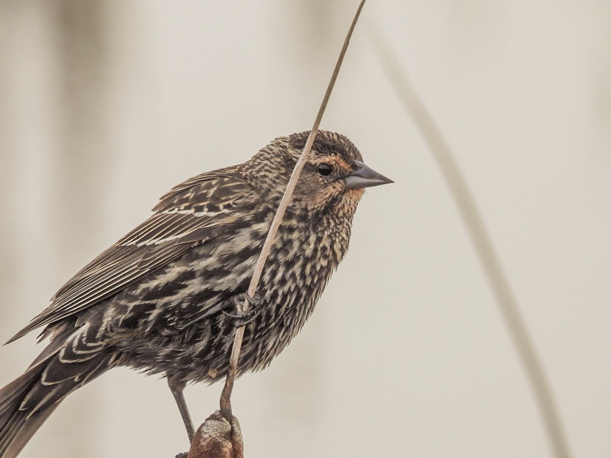 Red-winged Blackbird - ML330418941