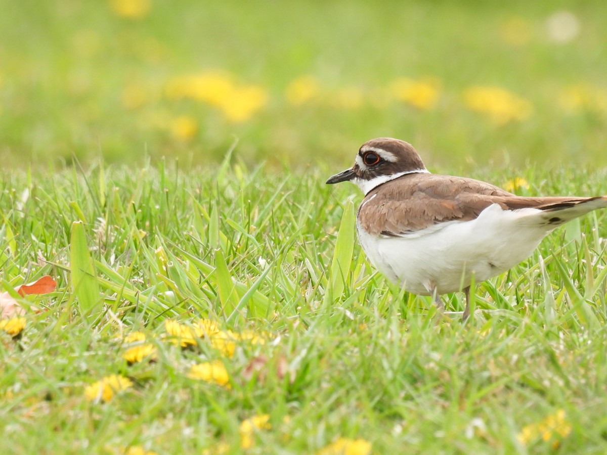 Killdeer - ML330419041