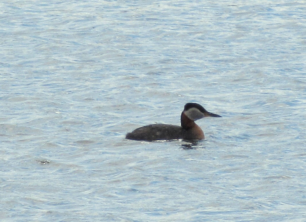 Red-necked Grebe - ML330421331