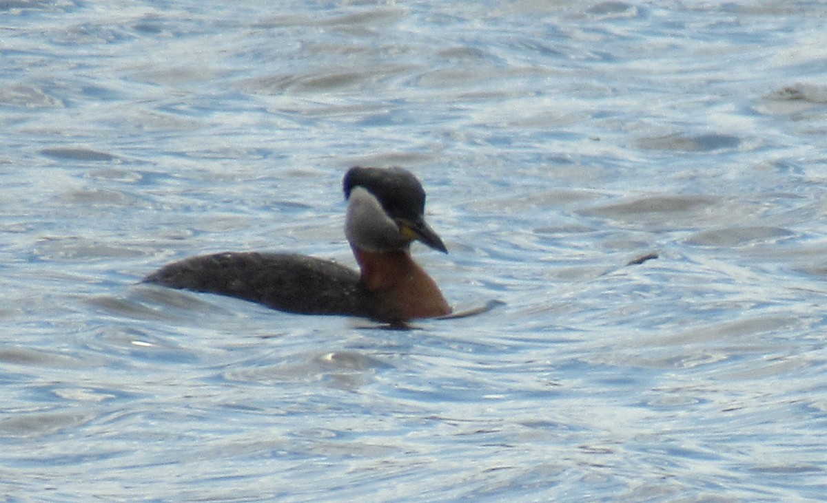 Red-necked Grebe - ML330421341