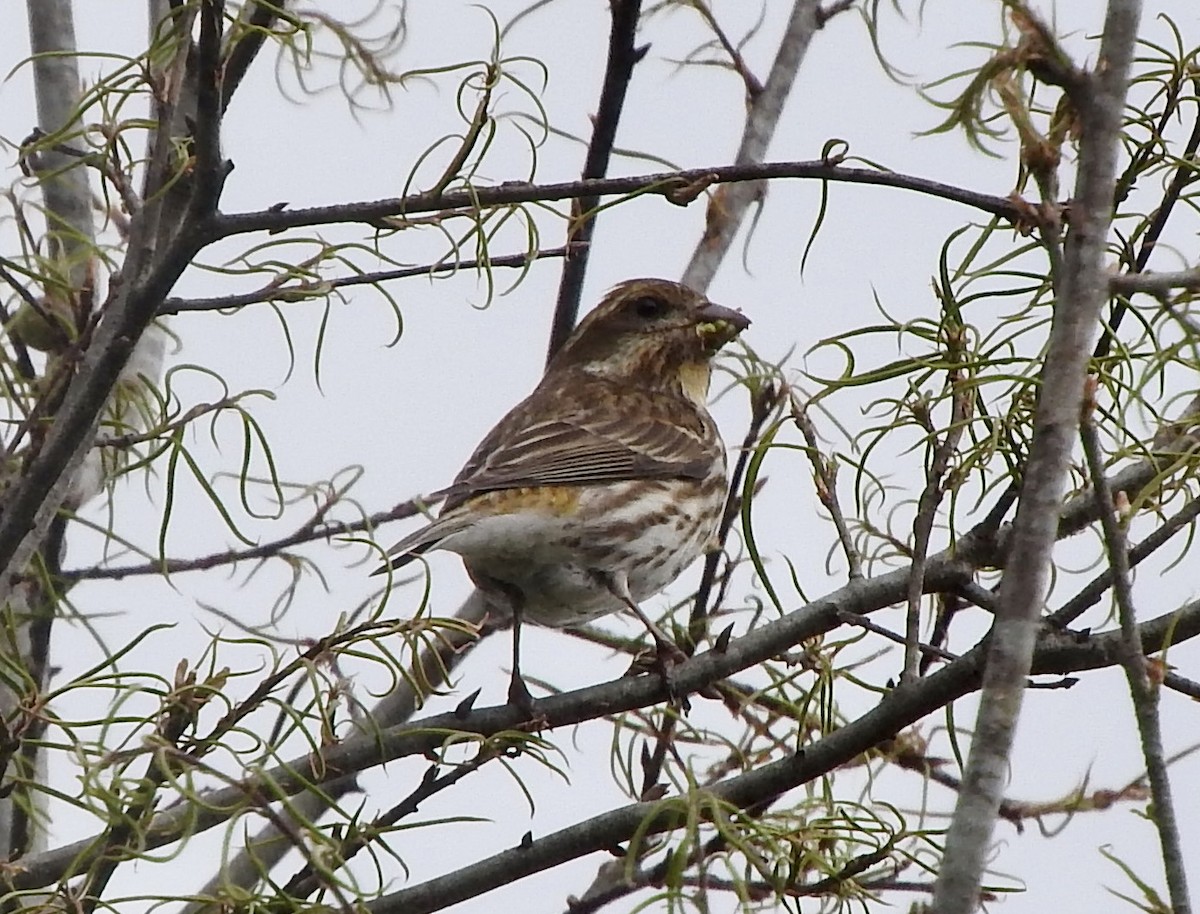 Purple Finch - ML330422631