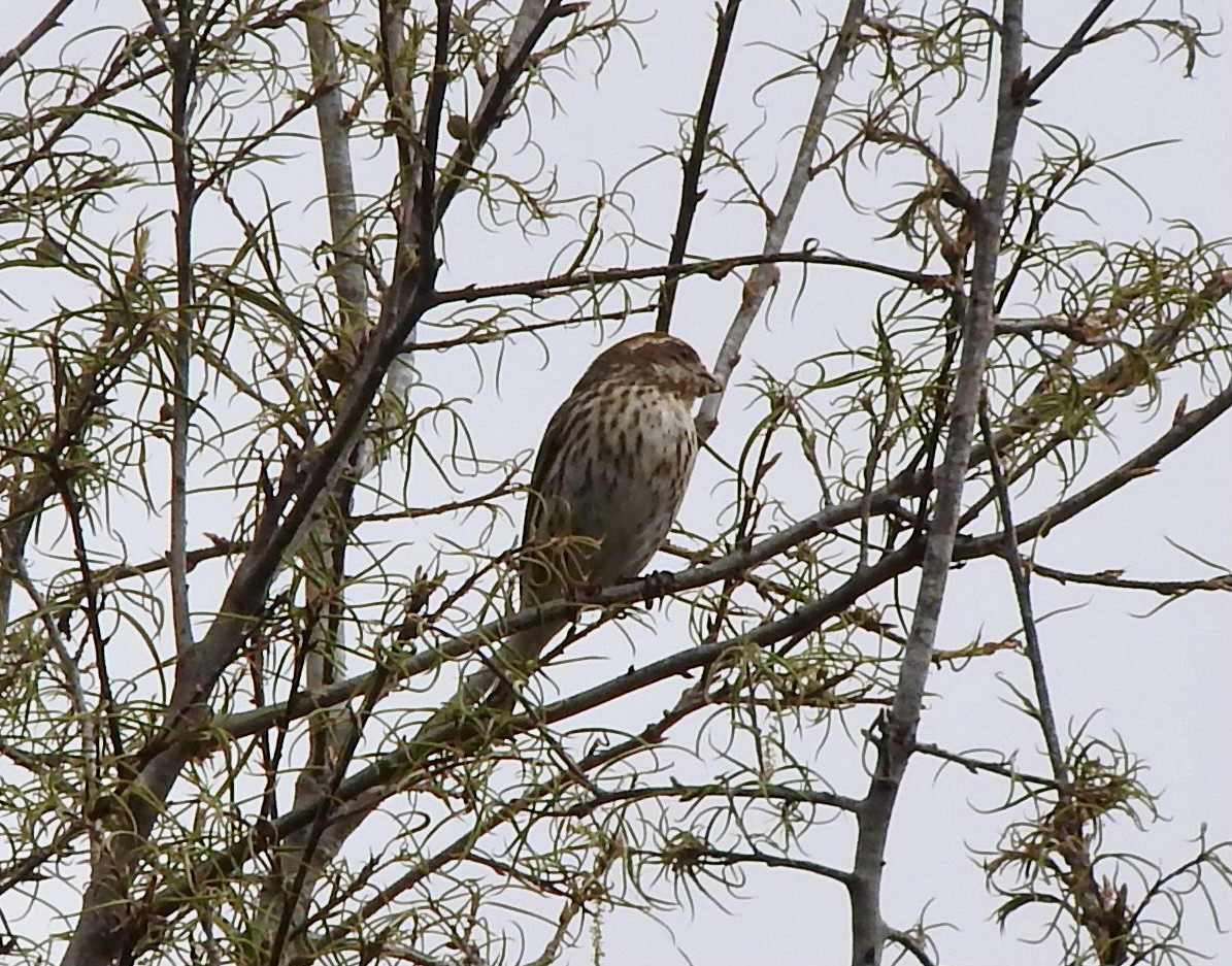 Purple Finch - ML330422661