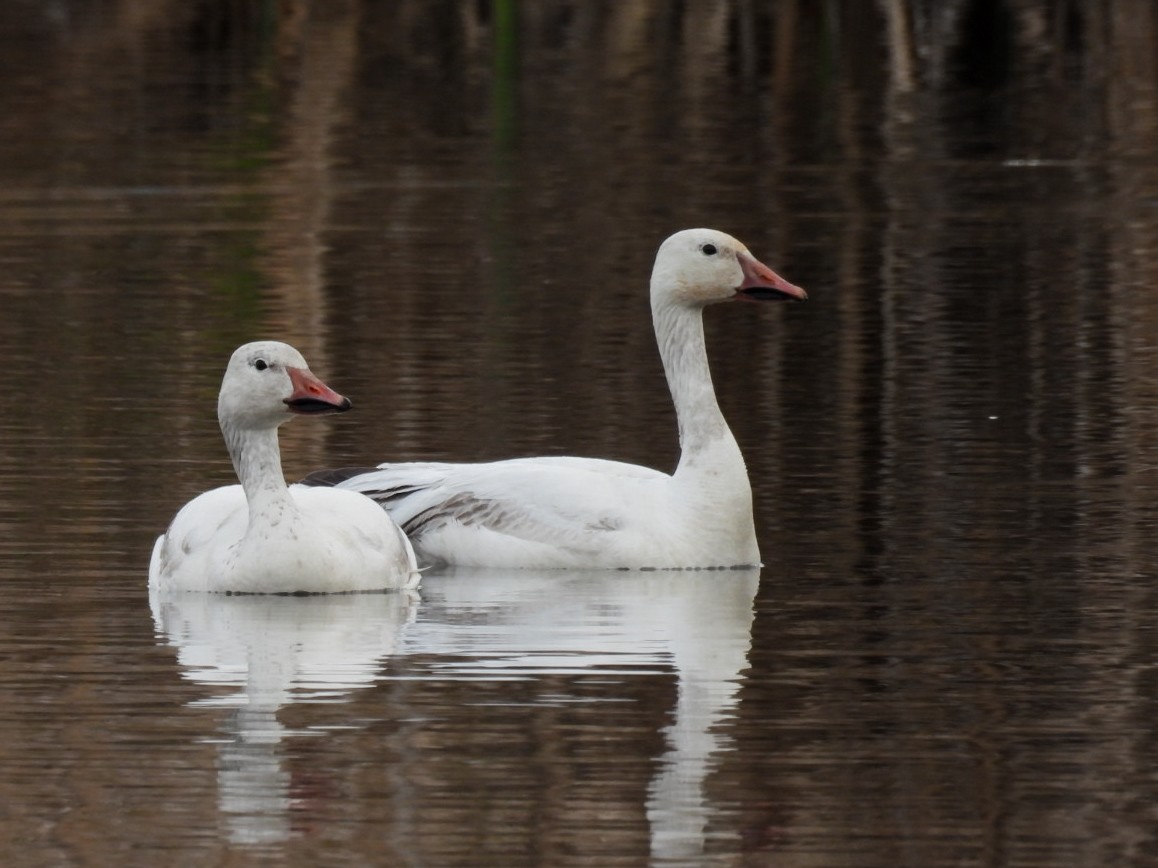 Snow Goose - ML330423901