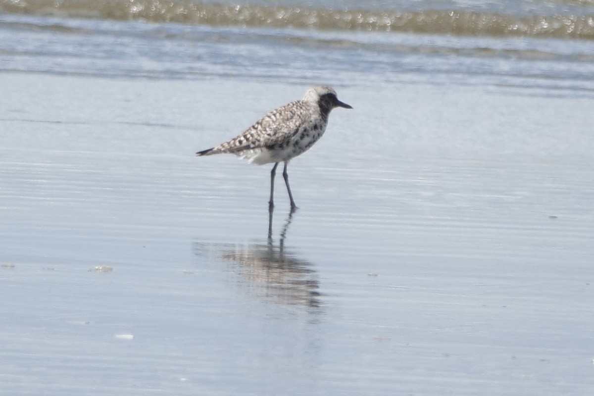 Black-bellied Plover - ML330425661