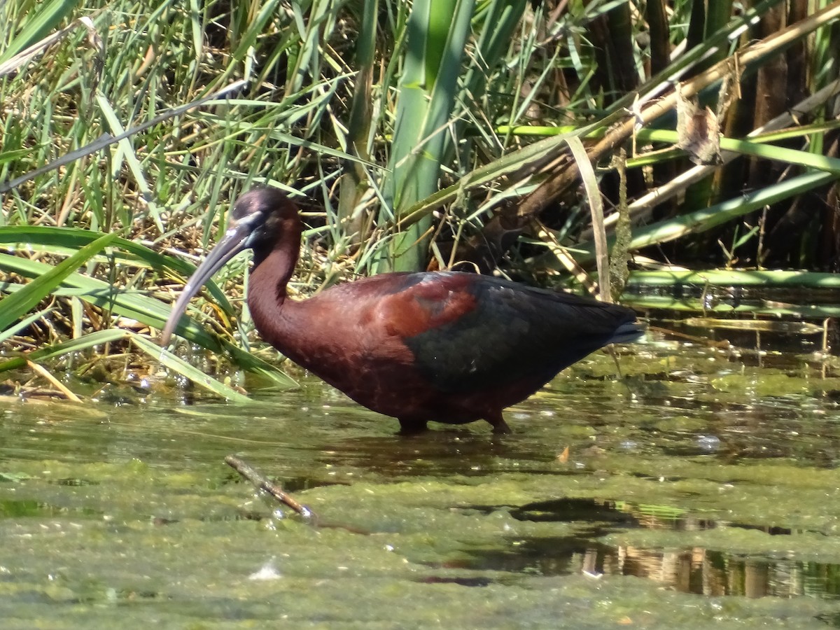 ibis hnědý - ML330426081
