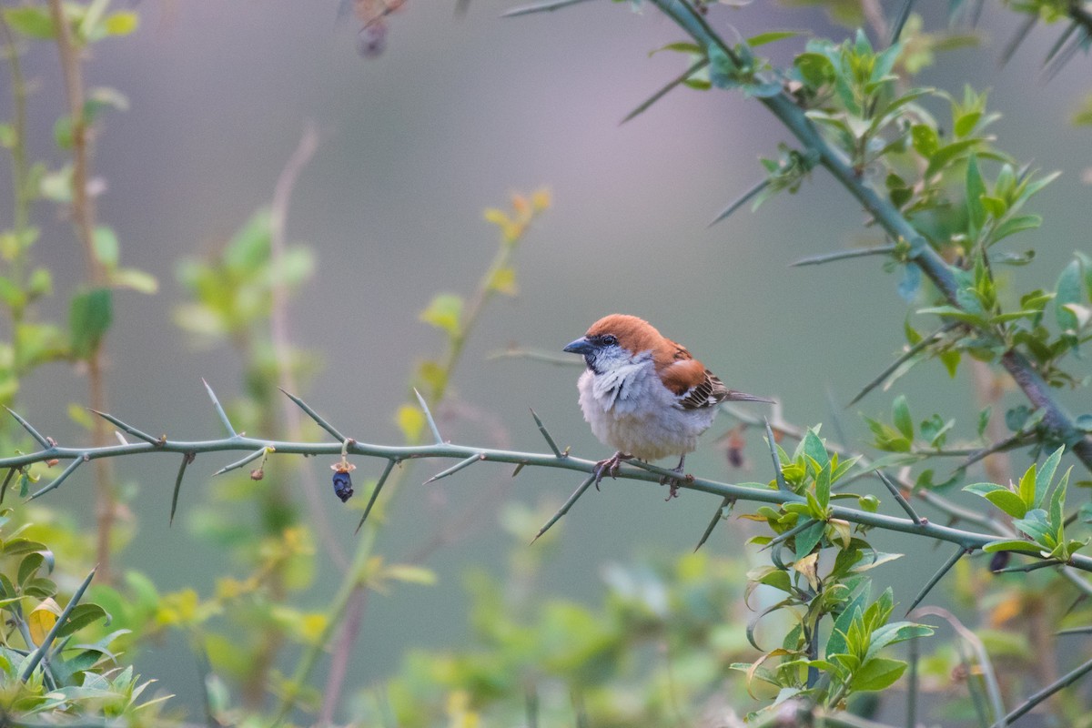 Russet Sparrow - ML330426911