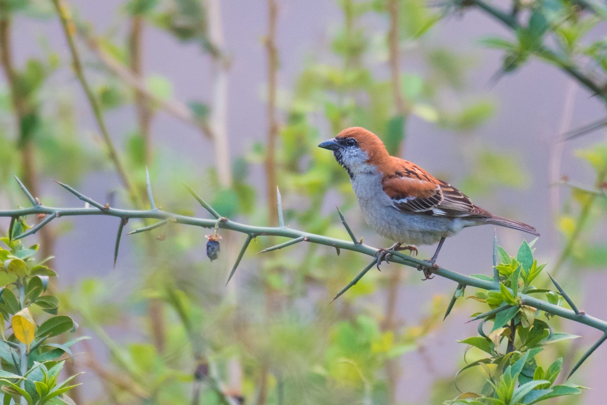 Russet Sparrow - ML330427401