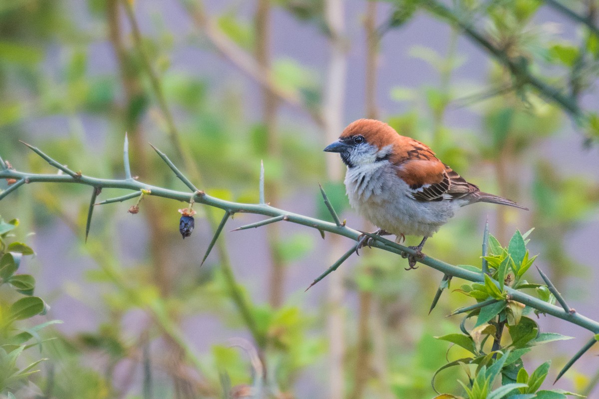 Russet Sparrow - ML330427611