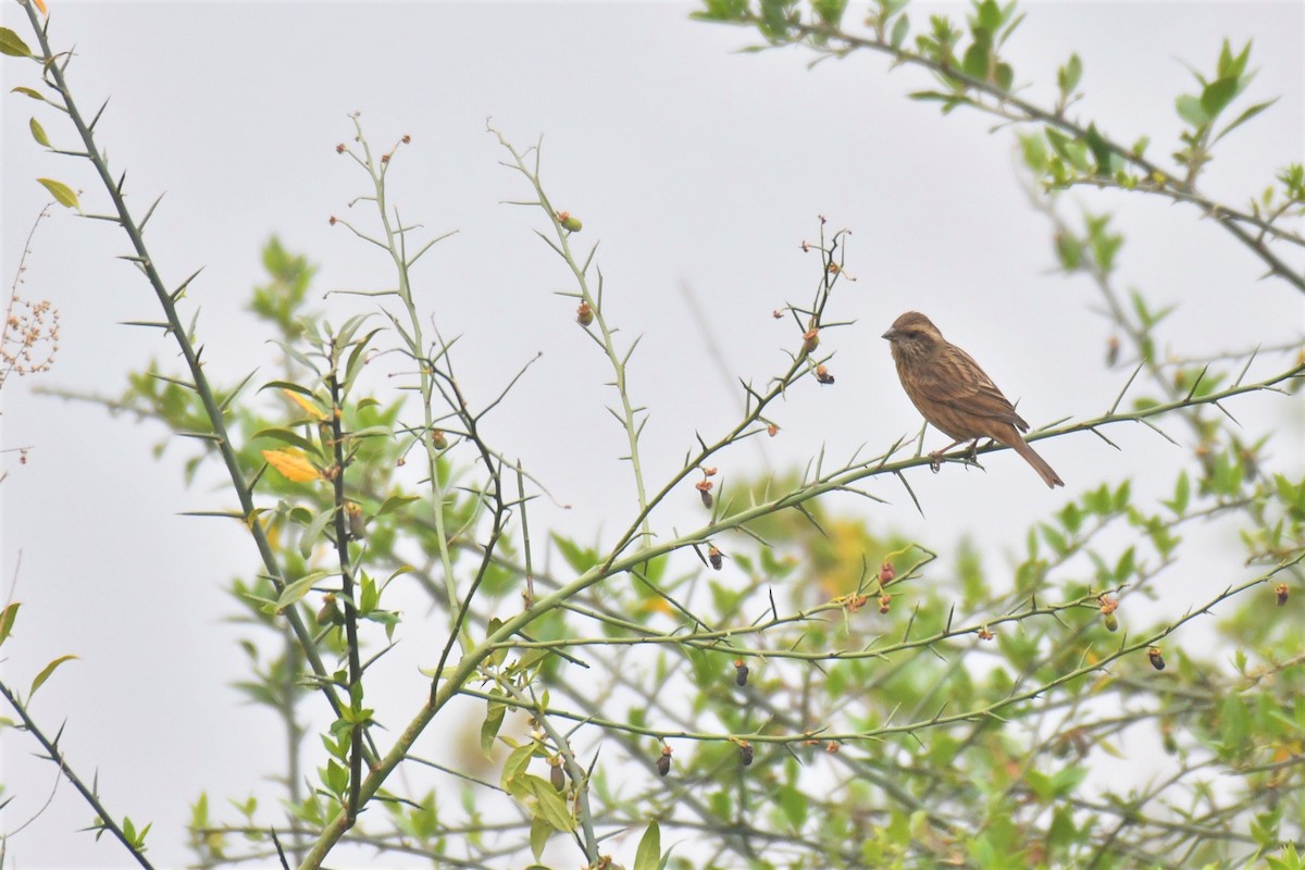 Pink-browed Rosefinch - ML330428731