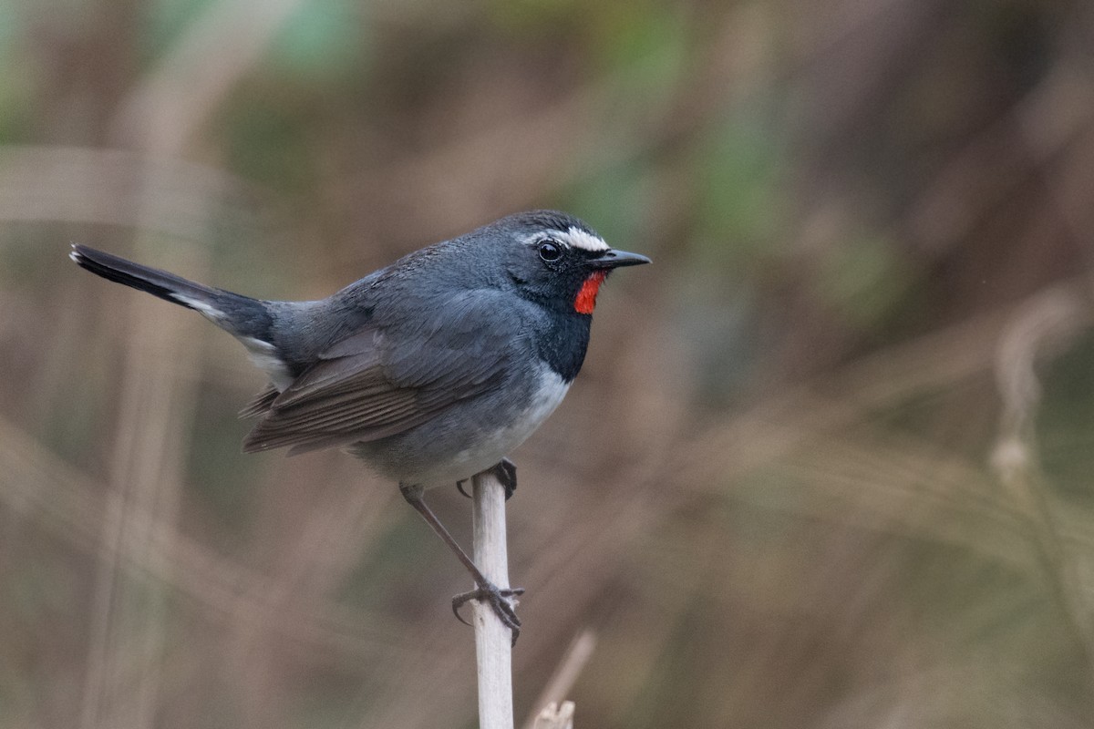 Himalayan Rubythroat - Ian Hearn