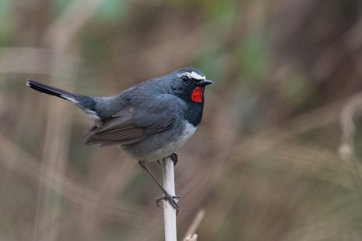 Himalayan Rubythroat - ML330429101