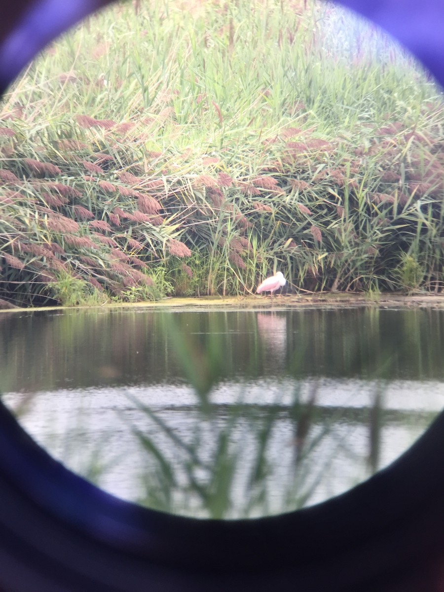 Roseate Spoonbill - ML33043061