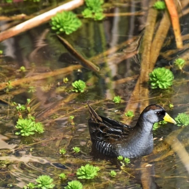 Polluela Sora - ML330431331