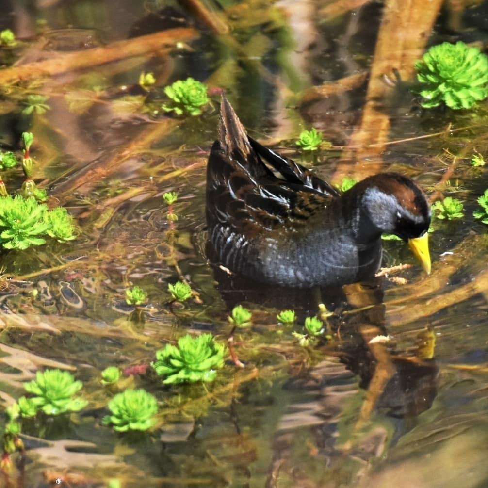 Polluela Sora - ML330431361