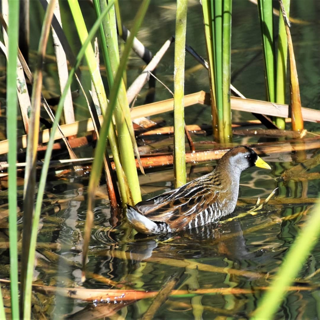 Polluela Sora - ML330431381