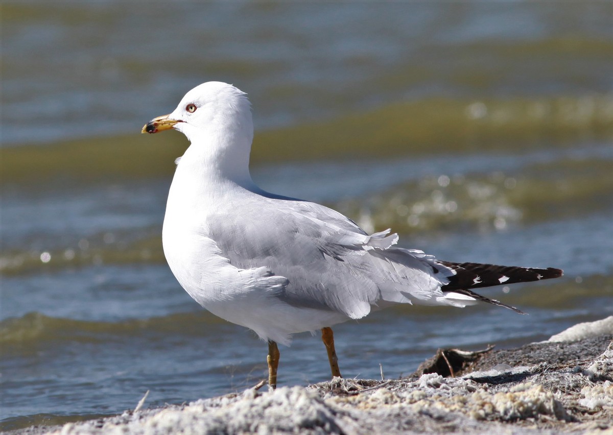 Ring-billed Gull - Irene Crosland