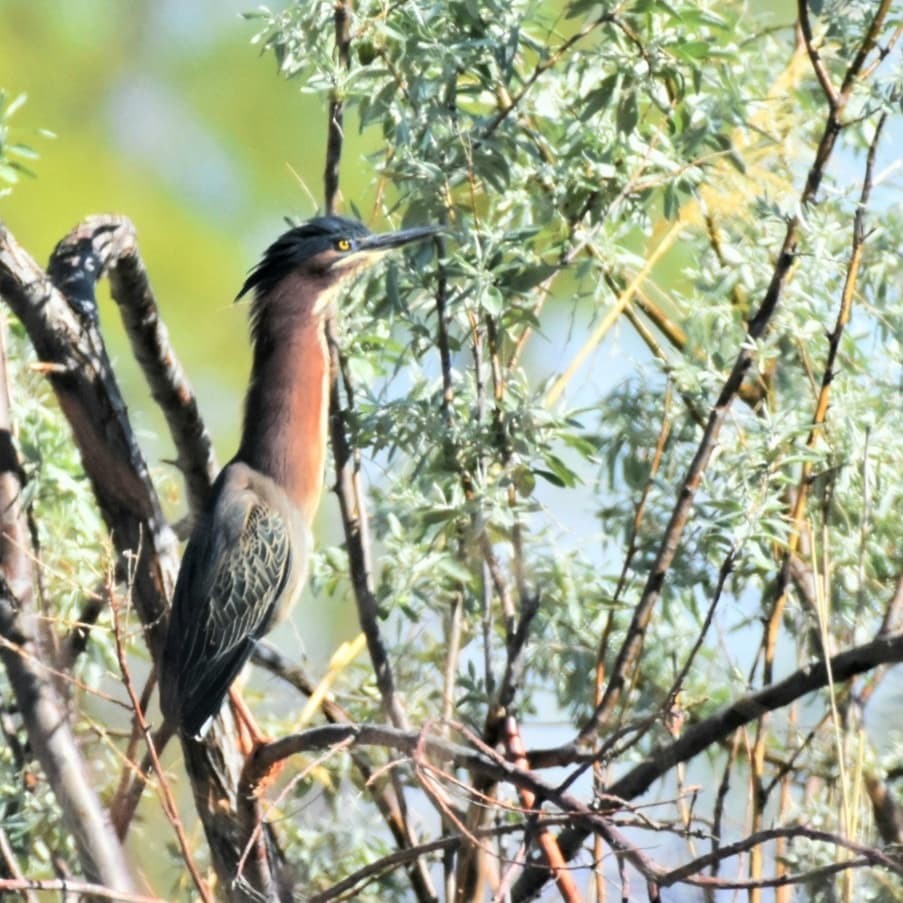Green Heron - Gayle Bachert