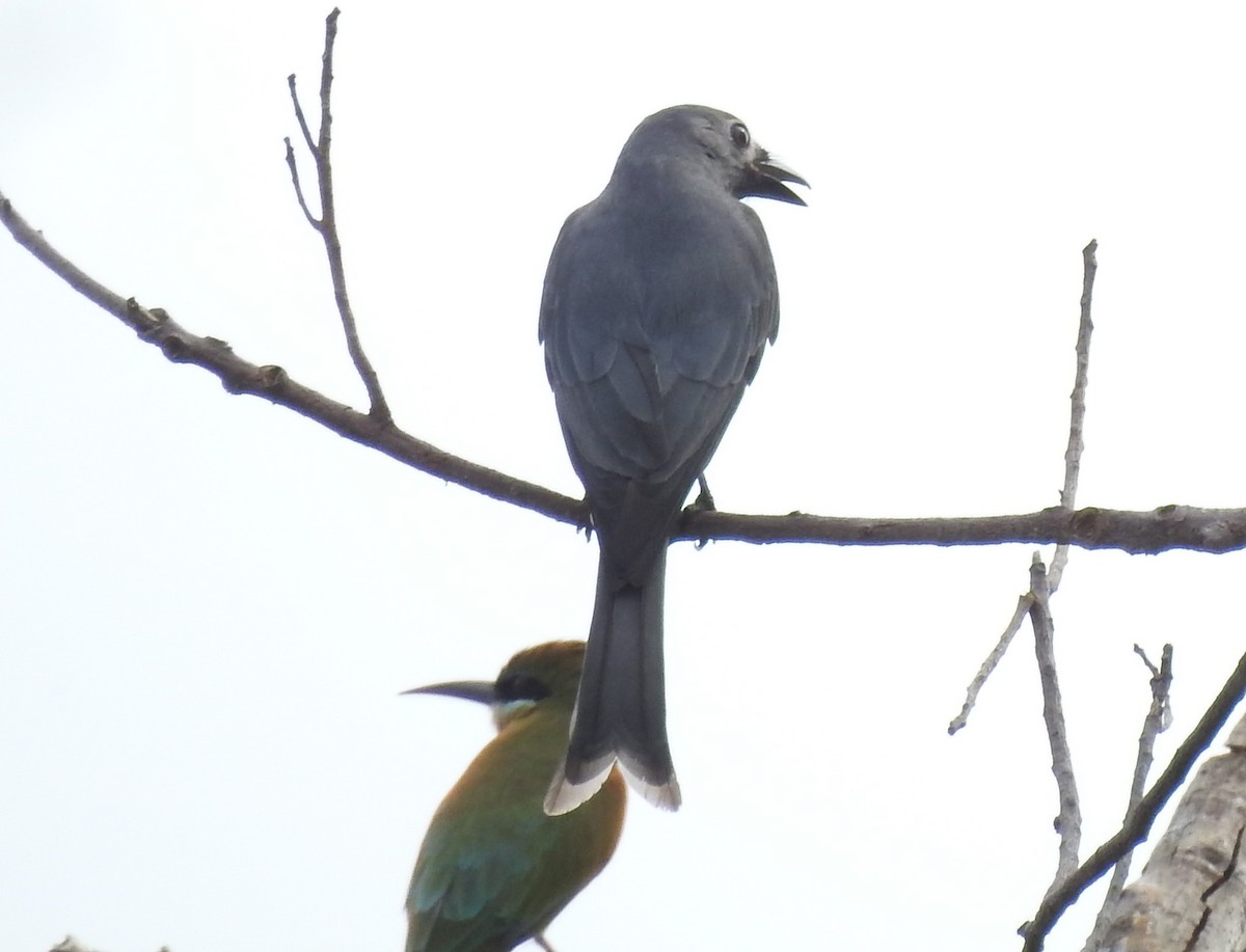 Ashy Drongo (Hainan/White-cheeked/White-lored) - Gokulakrishnan G