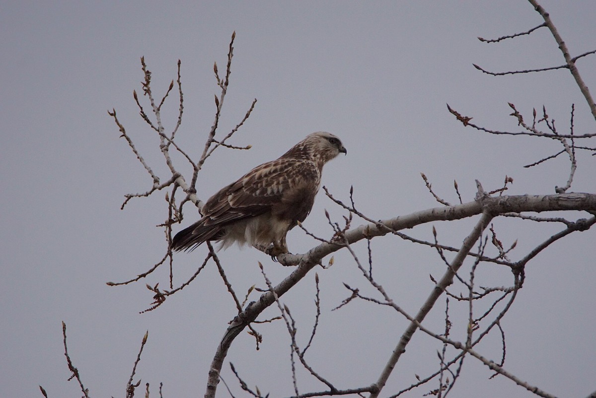 Rough-legged Hawk - ML330433621