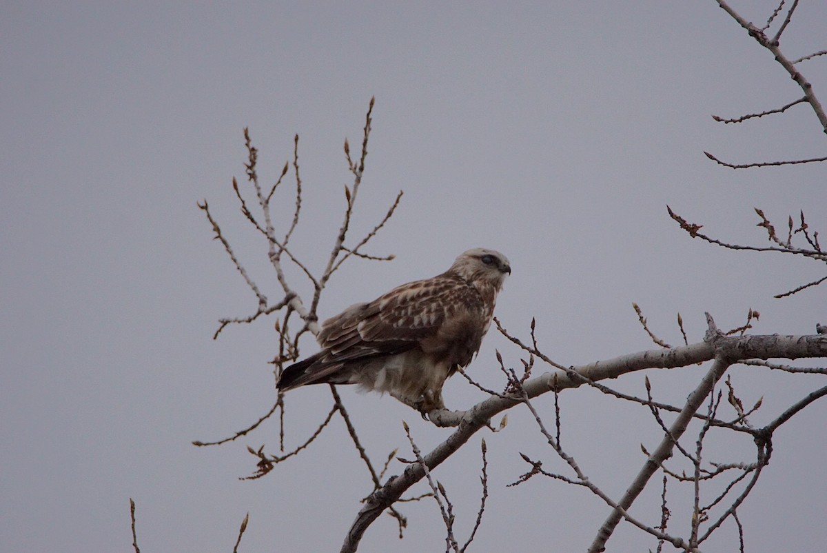 Rough-legged Hawk - ML330433631