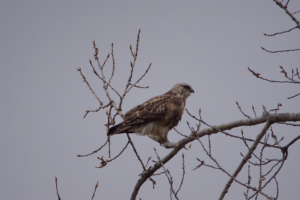 Rough-legged Hawk - ML330433641