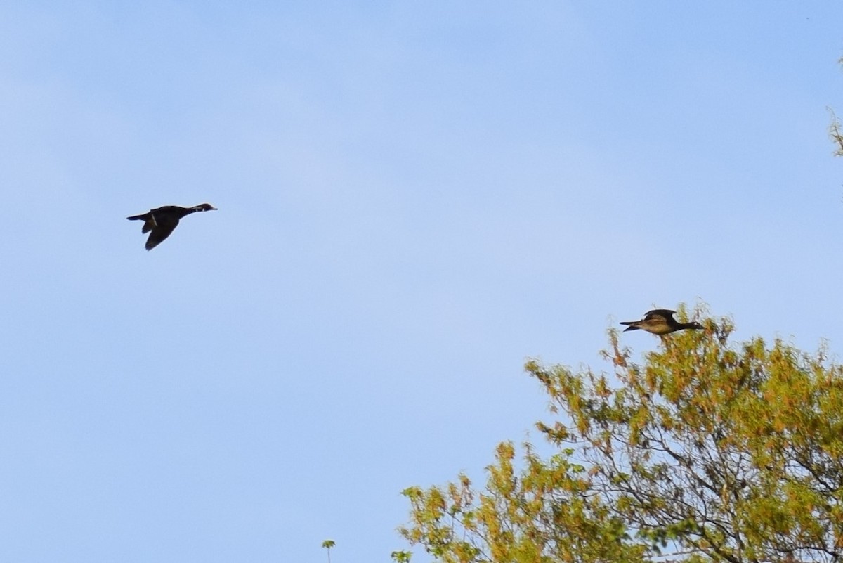 מנדרין אמריקני - ML330433661