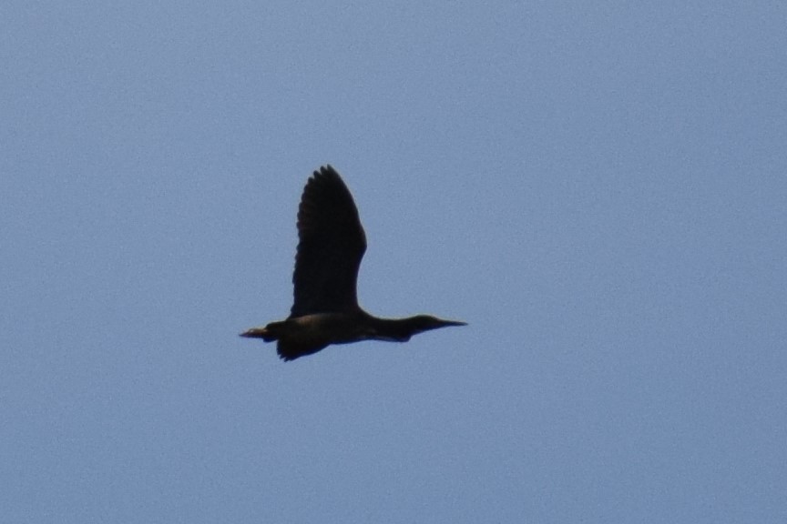 קורמורן אמריקני - ML330433671