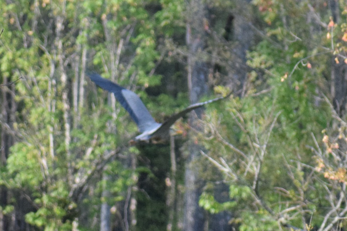 אנפה אמריקנית - ML330433741