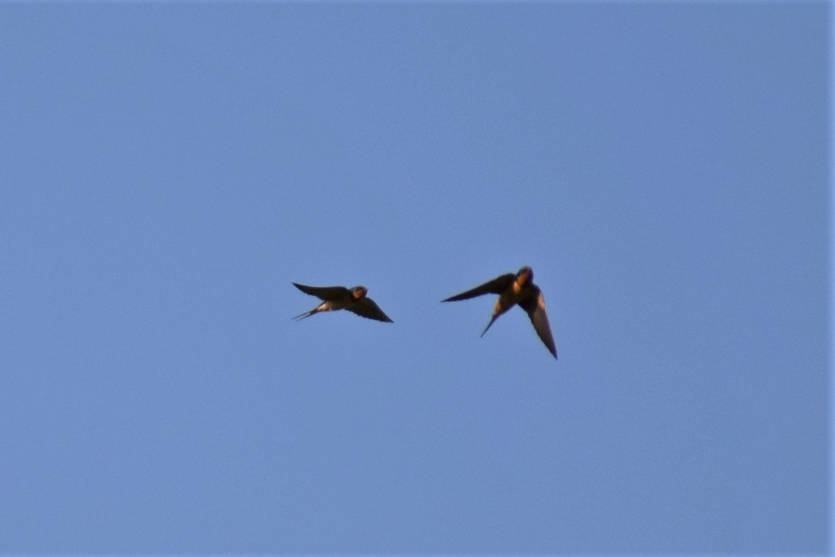 סנונית רפתות - ML330433931