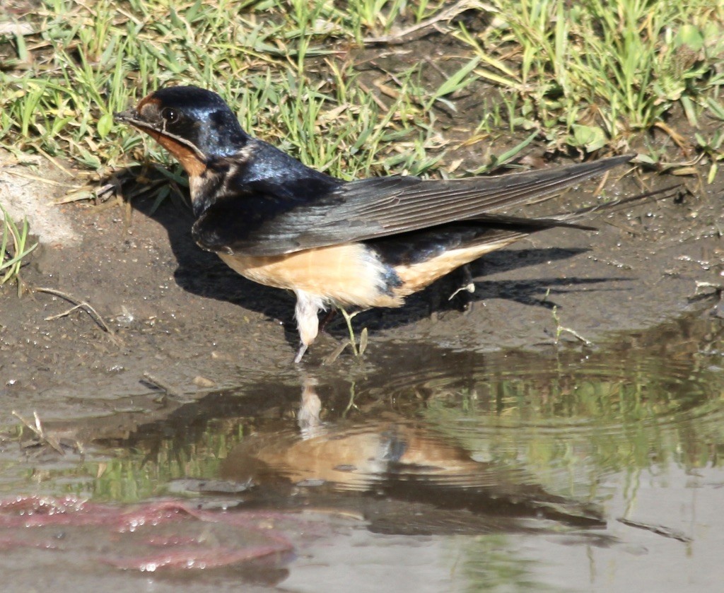 Barn Swallow - ML330433941