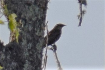 Eastern Meadowlark - ML330433971