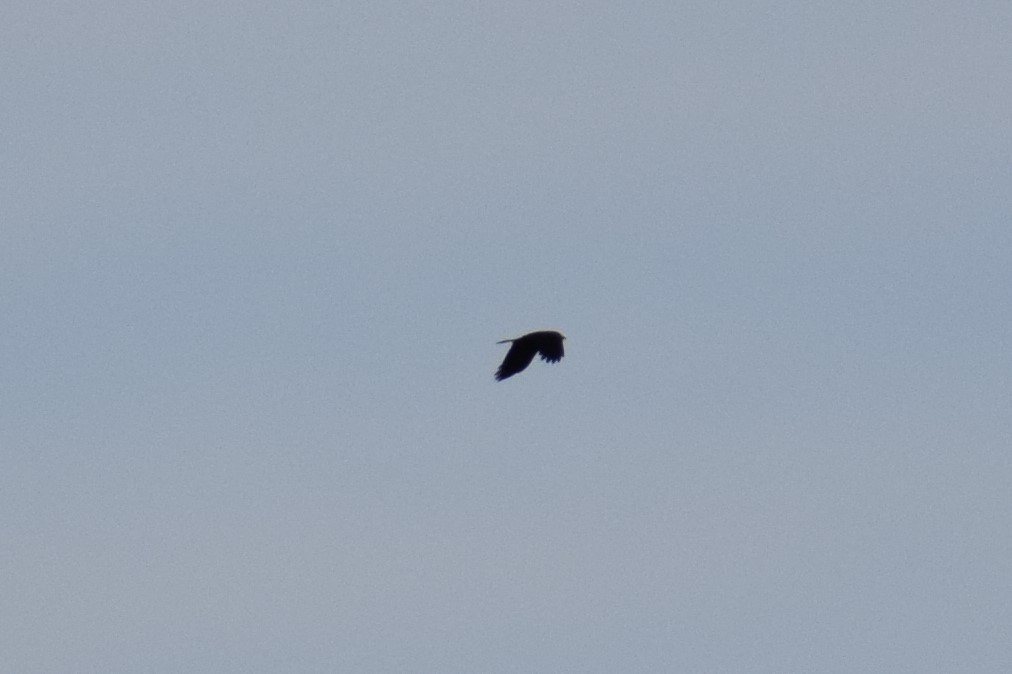 American Crow - ML330434761