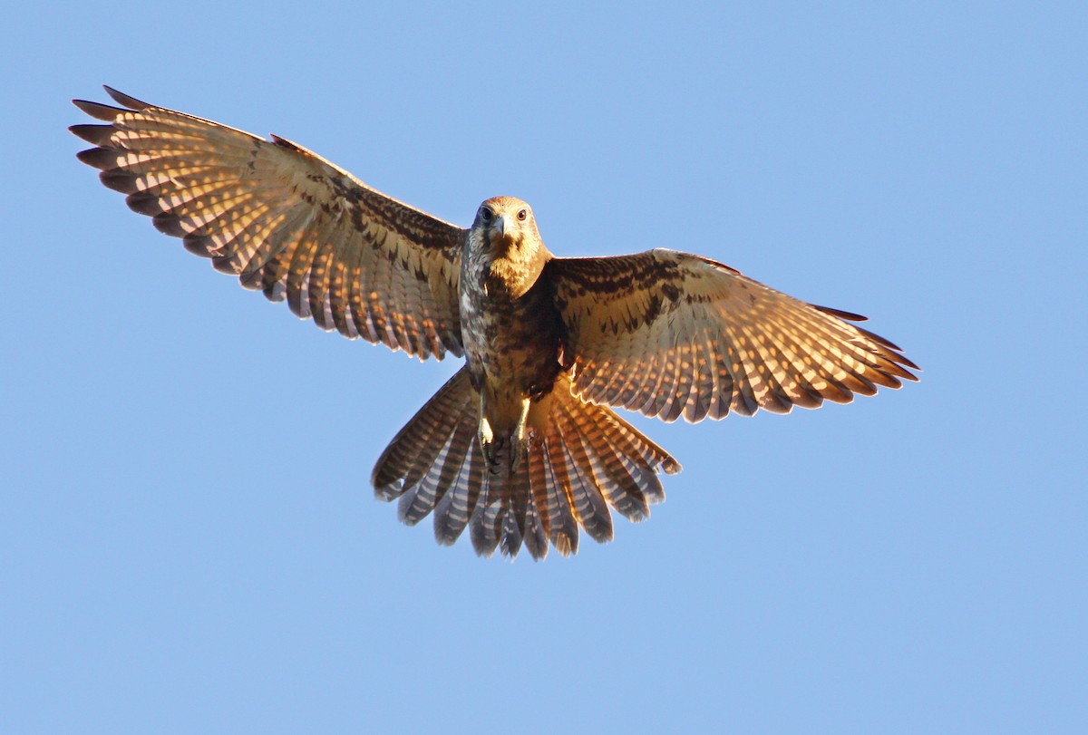Brown Falcon - Rufus Wareham
