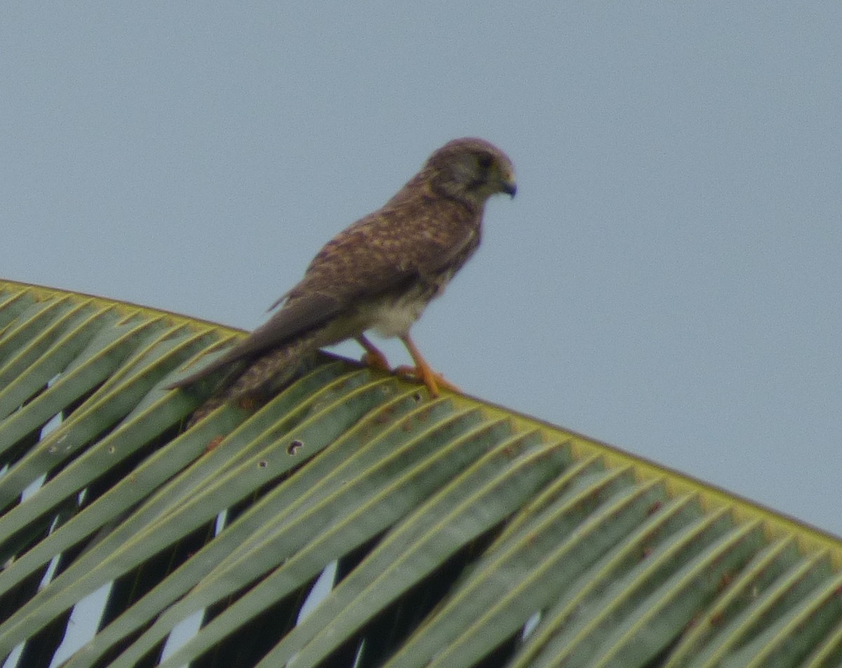 Eurasian Kestrel - ML330441931