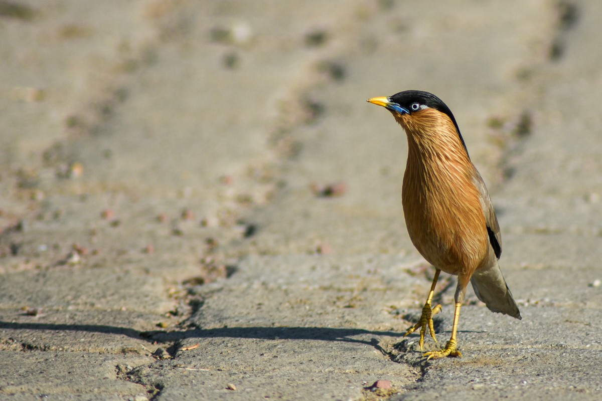 Brahminy Starling - Jaideep Krishnan