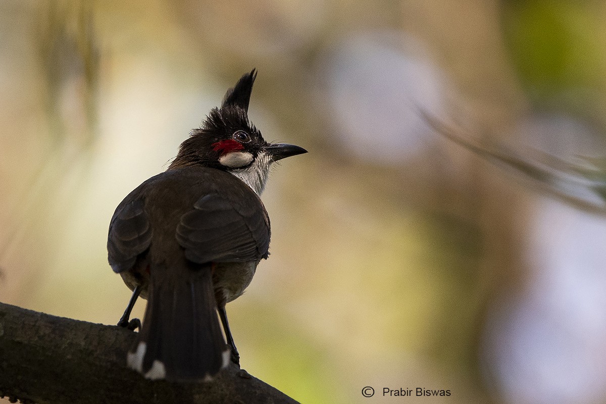 bulbul červenouchý - ML330442721