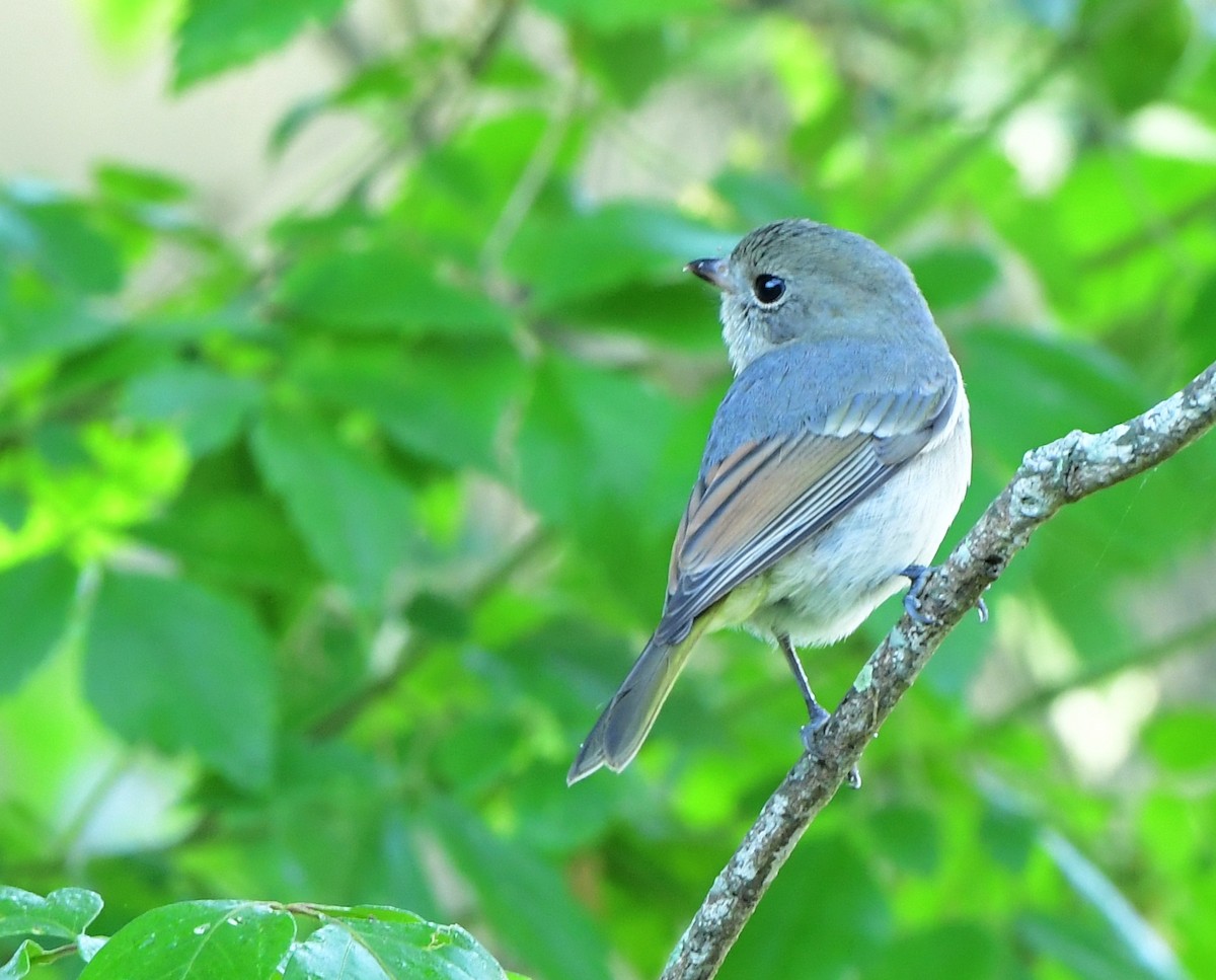 Golden Whistler - Andy Gee