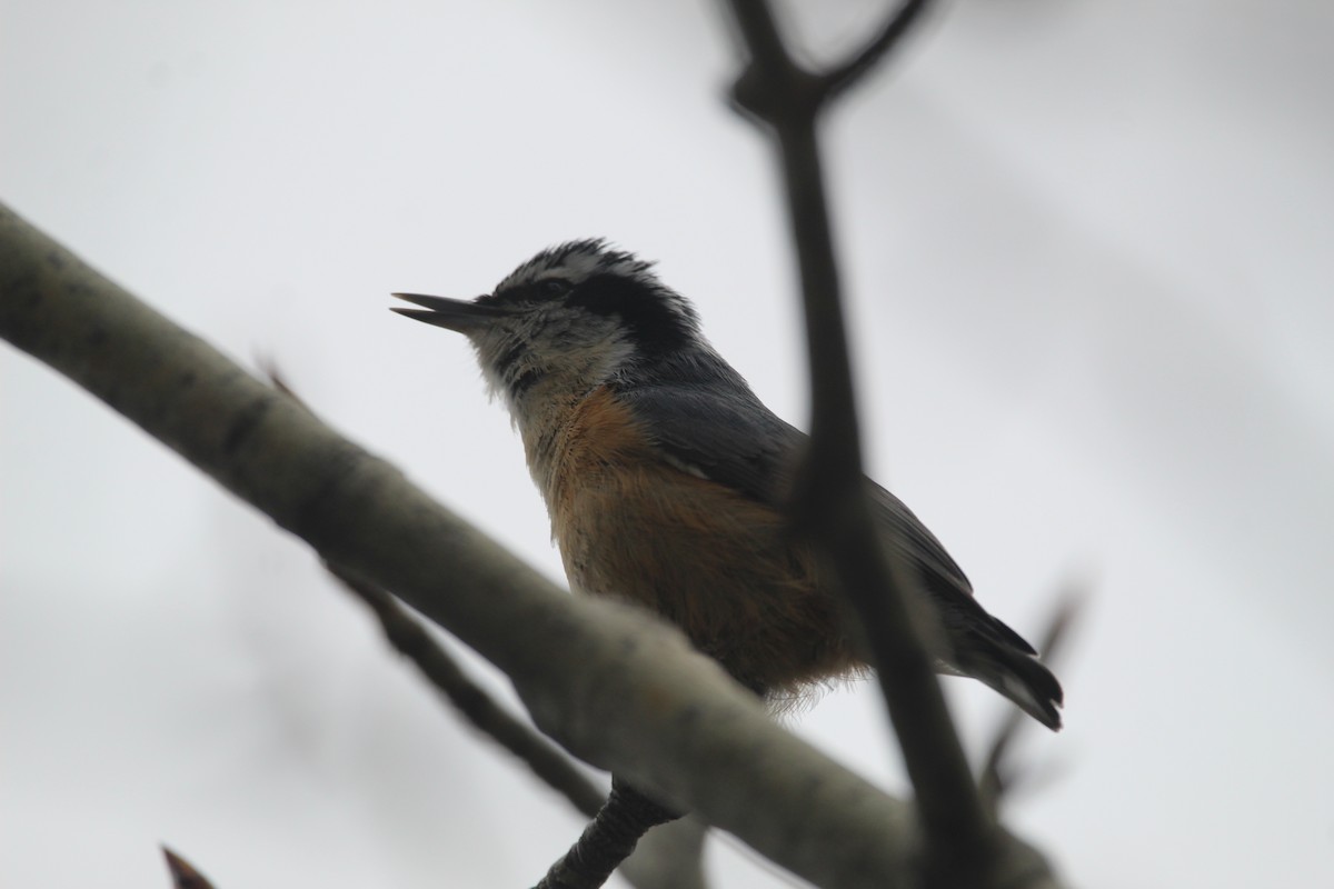 Red-breasted Nuthatch - ML330443811