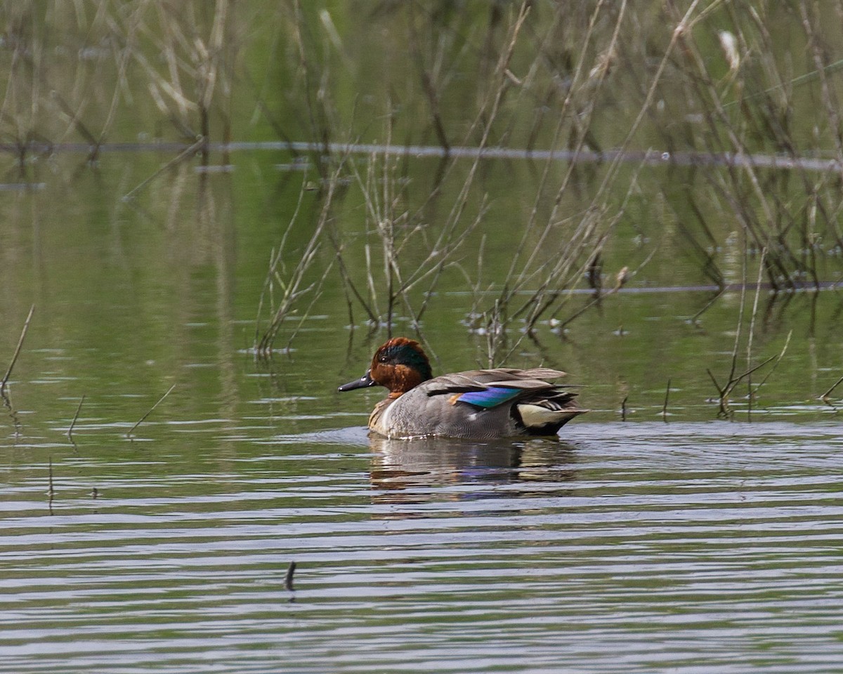 Green-winged Teal - ML330447071