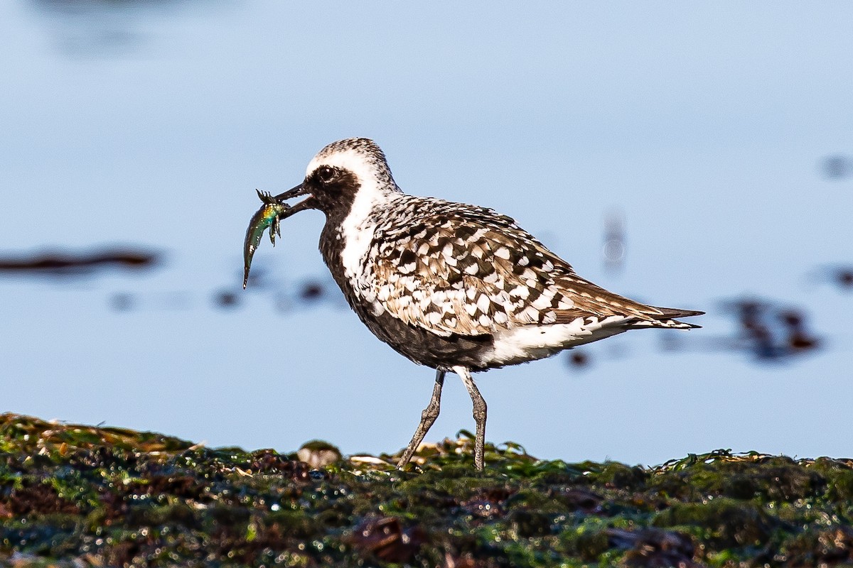 Black-bellied Plover - Denise Turley