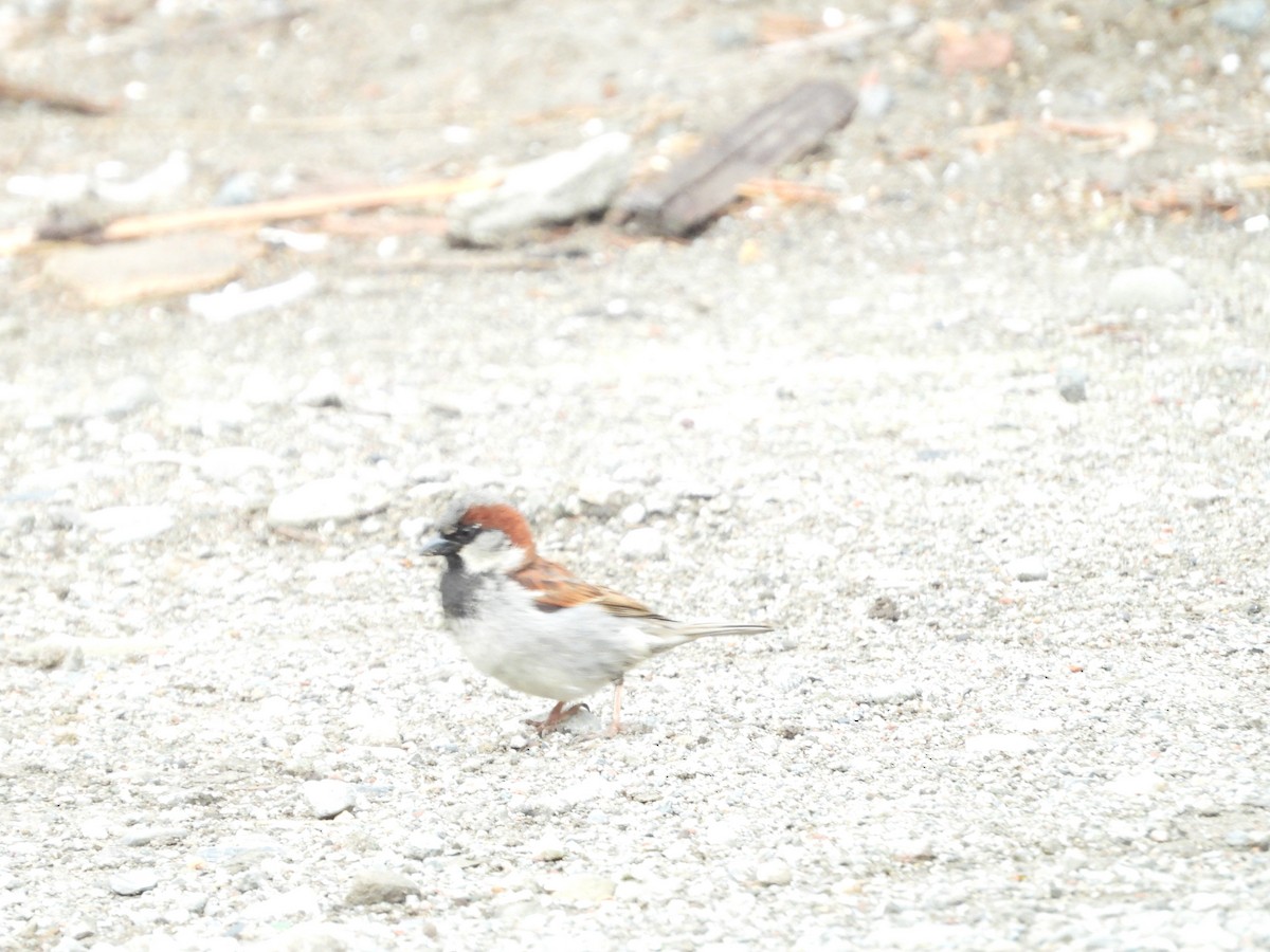 House Sparrow - ML330449351