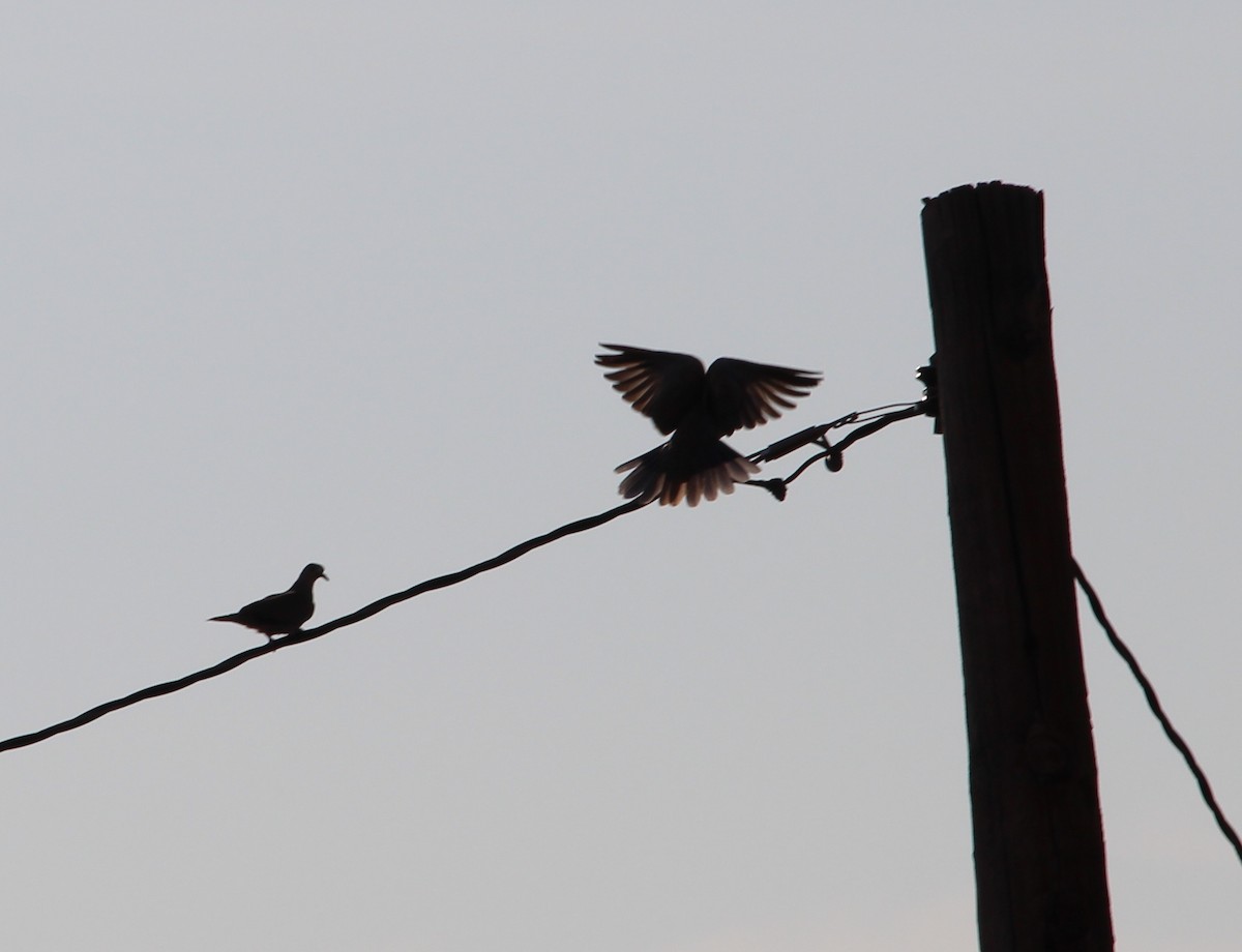 Eurasian Collared-Dove - ML33044971