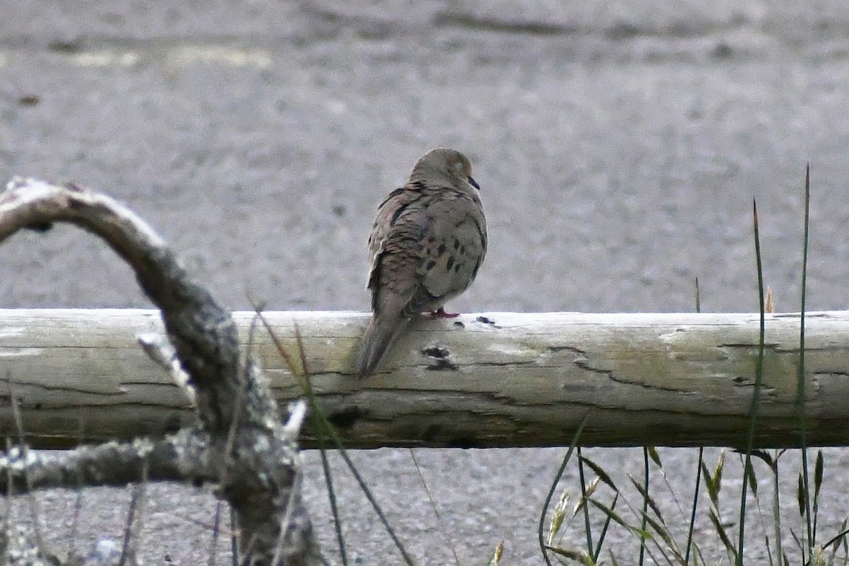 Mourning Dove - ML330450321