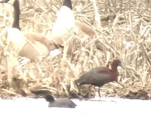 Glossy Ibis - ML330451941