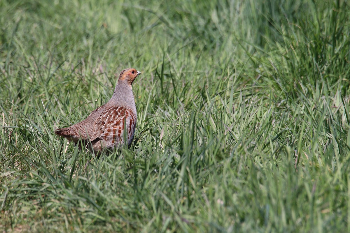 Gray Partridge - Thomas Jungbauer