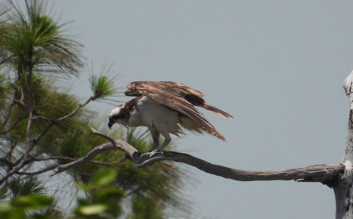 Osprey - ML330452091