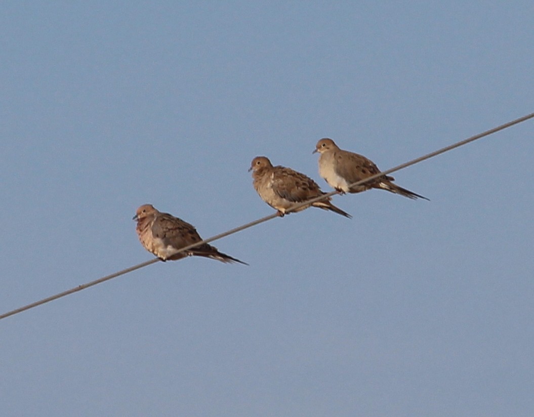 Mourning Dove - ML33045341