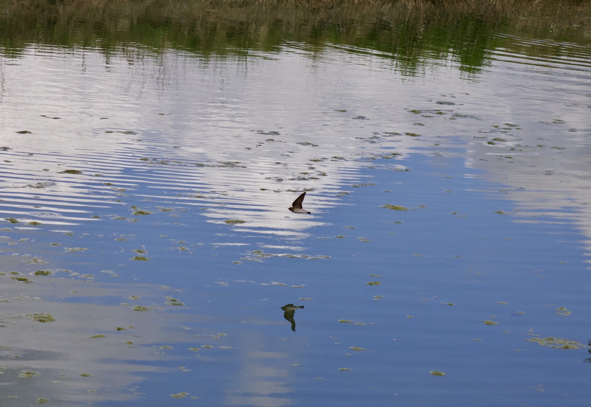 Northern Rough-winged Swallow - ML330453571