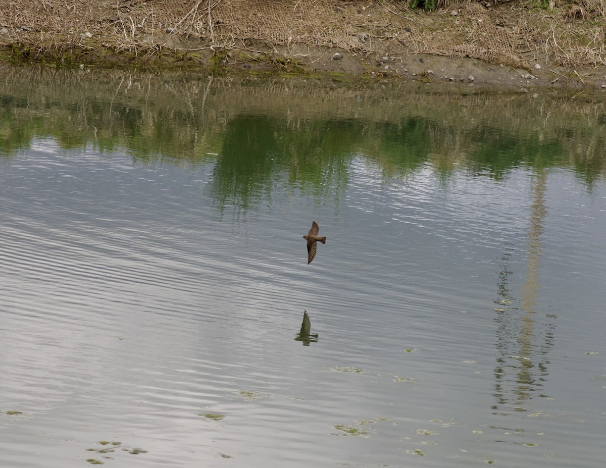 Northern Rough-winged Swallow - ML330453591