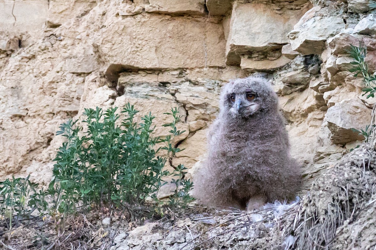 Eurasian Eagle-Owl - Lutz Duerselen